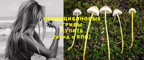 дмт Богданович